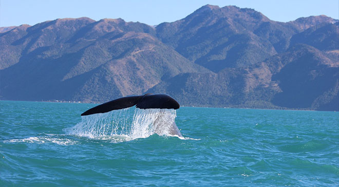 Humpback Whale